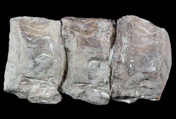 Associated Mosasaur (Platecarpus) Caudal Vertebra - Kansas #54270